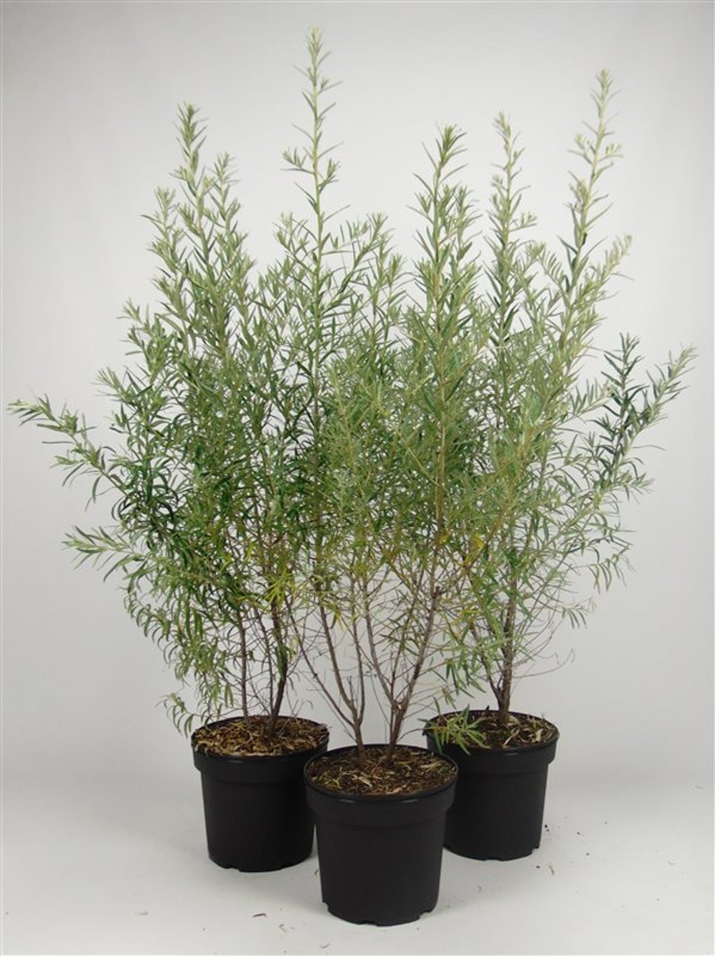 Hippophae rhamnoides - C7.5 80-100 CM